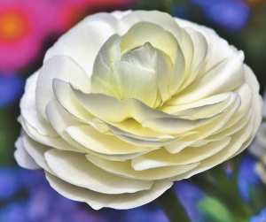 Fleur d’été la Renoncule