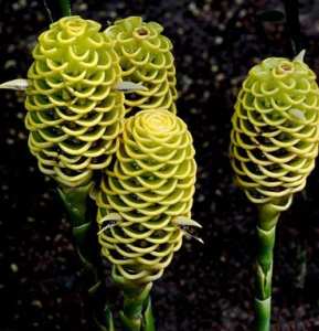 Fleur d’été le Gingembre