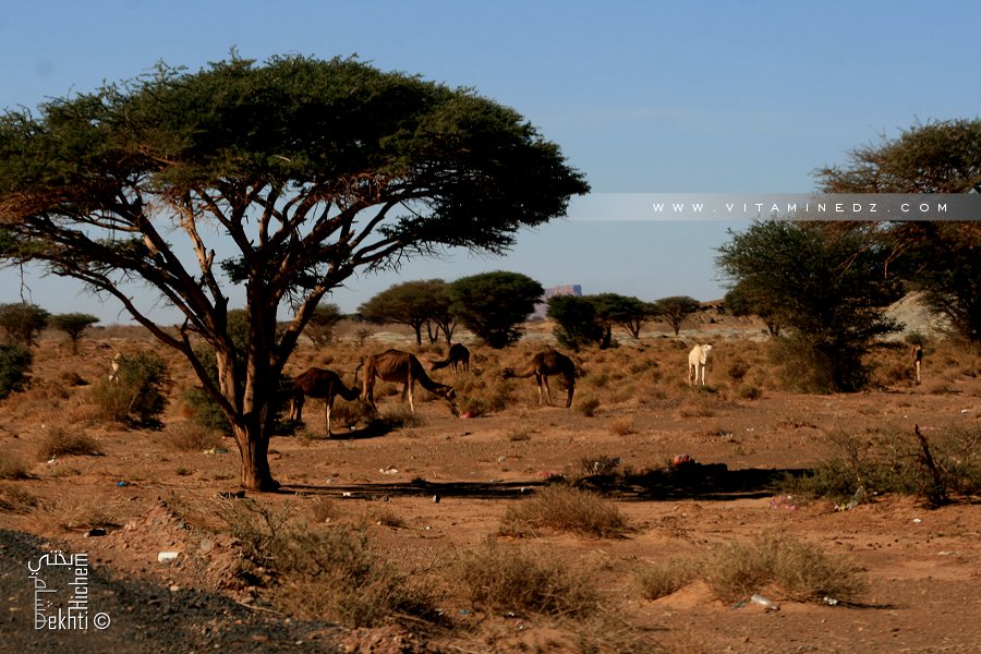 L'incroyable découverte de centaines de millions d'arbres dans le désert du Sahara
