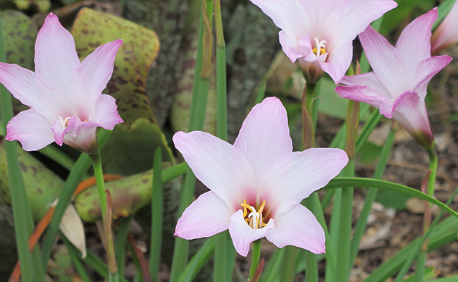 Plantes et fleurs du jardin 1- Habranthe robuste (Habranthus robustus),
