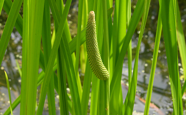 Plantes et fleurs du jardin 3-Acore vrai (Acorus calamus)