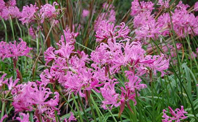 Plantes et fleurs du jardin 4- Nérine de Bowden (Nerine bowdenii), lis de Guernesey