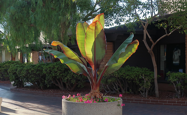 Plantes et fleurs du jardin 6-Bananier d'Abyssinie (Ensete ventricosum), faux bananier
