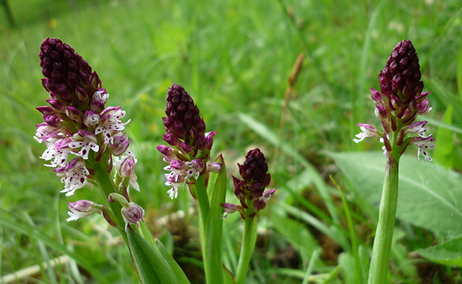 Plantes et fleurs du jardin 8-Orchidées sauvages (Orchis spp.), de nombreuses espèces terrestres
