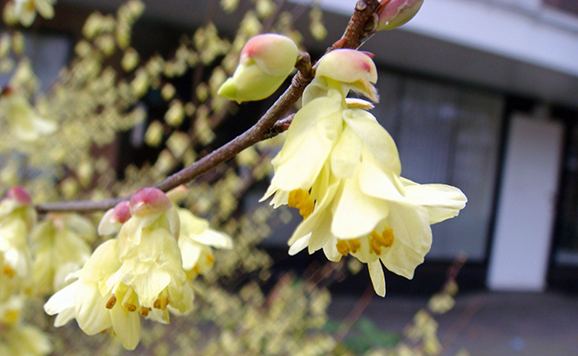 Plantes et fleurs du jardin 11-Noisetier du Japon (Corylopsis pauciflora), faux noisetier