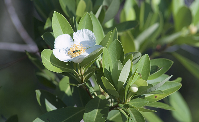 Plantes et fleurs du jardin 13-Gordonia (Gordonia lasianthus), proche du camélia