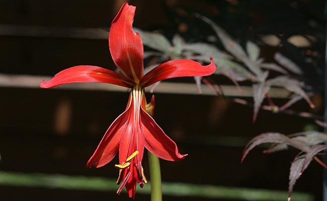 > Plantes et fleurs du jardin 15-Lis de Saint Jacques (Sprekelia formosissima), une fleur rouge sang