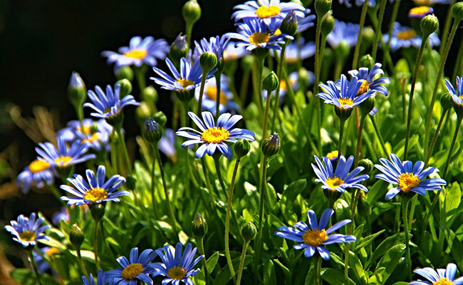 > Plantes et fleurs du jardin 18- Agathea (Felicia amelloides) ou Aster du Cap, pâquerette bleue