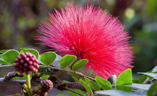 Plantes et fleurs du jardin 19 -Arbre aux houppettes (Calliandra eriophylla), aux plumets rouges