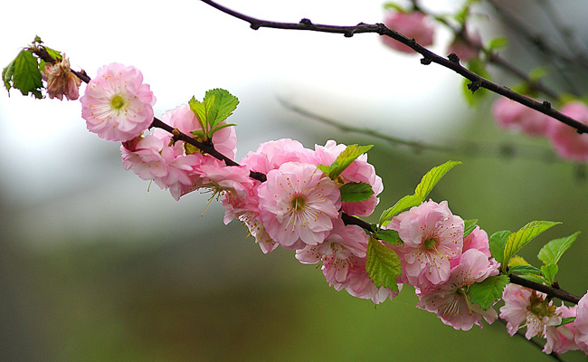 Plantes et fleurs du jardin 21 -Amandier de Chine (Prunus triloba), floraison rose spectaculaire