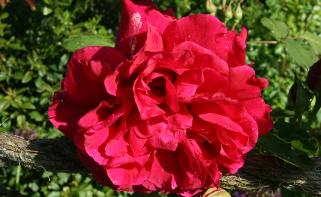 Rose Souvenir de Claudius Desnoyel