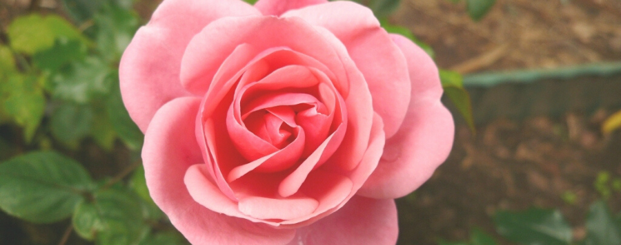 La Rose Reine Elizabeth