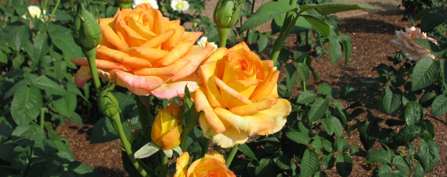 Rose Gold Medal (Médaille d'Or)