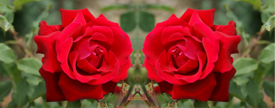 Le Rosier Victor Hugo