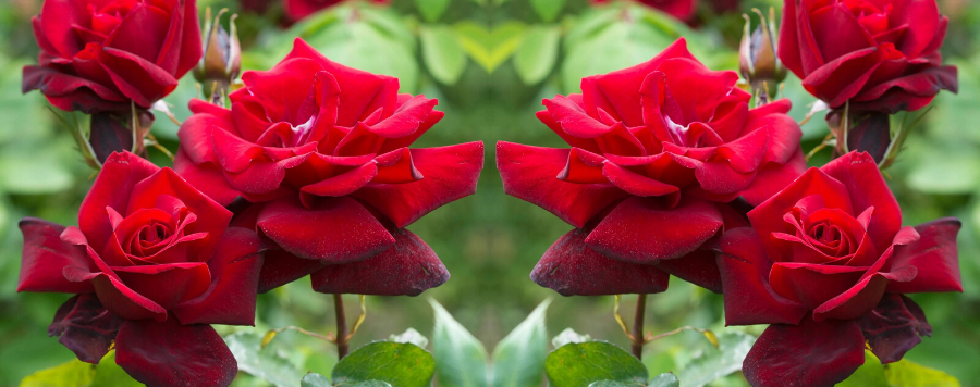 La Rose Black Beauty (Beauté Noire)