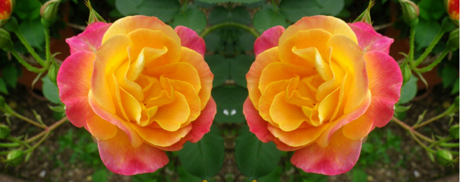 Le Rosier Joseph Coat