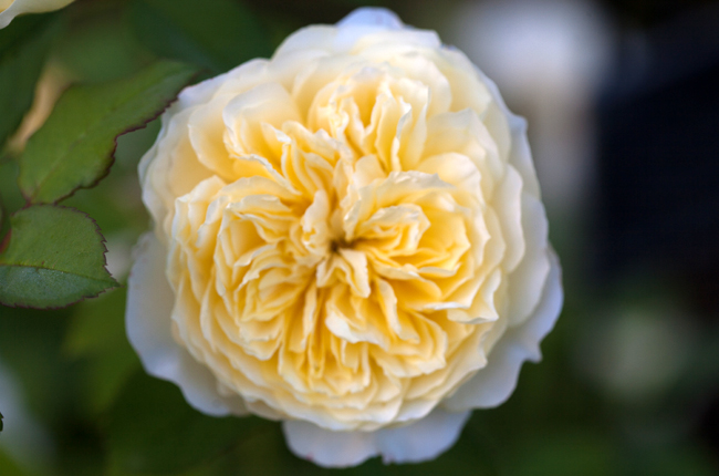 Rose 'The Pilgrim'