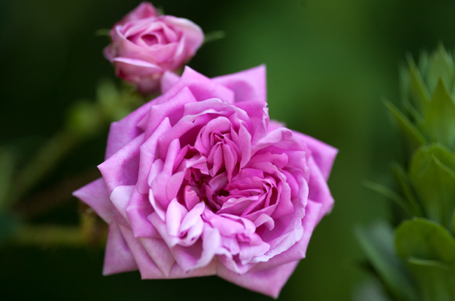Rose 'Quatre Saison Damas'