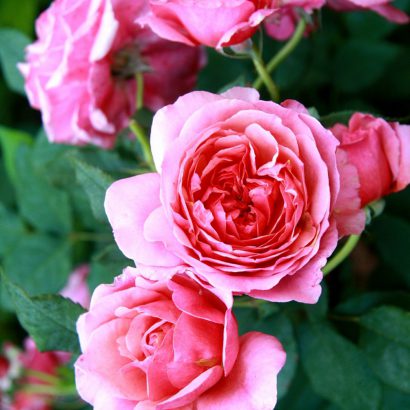 Rosier parfumé Générosa Ladurée