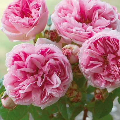 Rosier ancien Mme Ernest Calvat