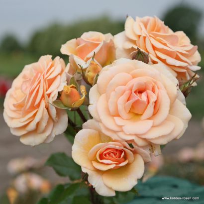 Rosier Honey Bouquet