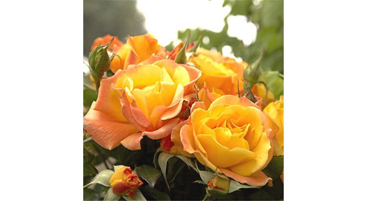 Les rosiers soleil au monde