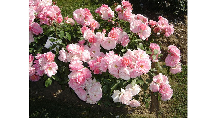Les rosiers à fleurs groupées