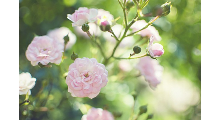 Le rosier Johann Strauss