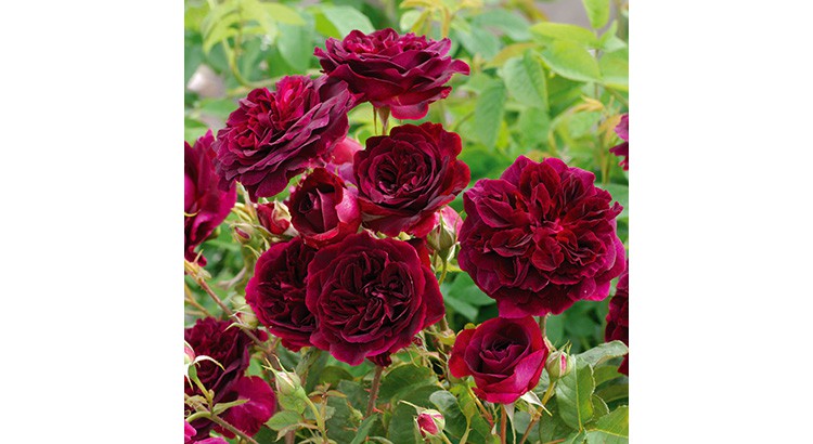 Le rosier Munstead wood