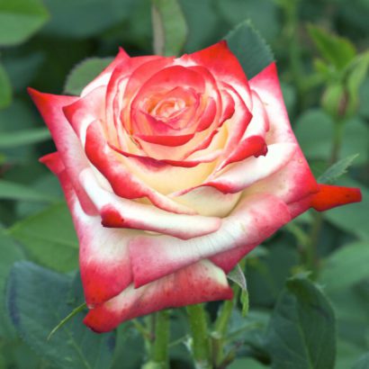 Le rosier Impératrice Farah