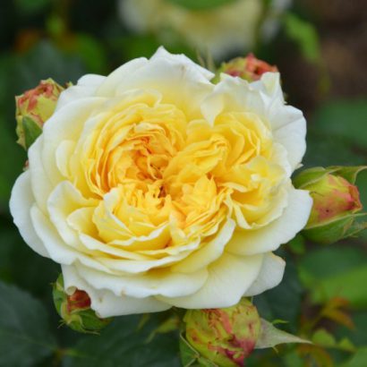 Le rosier Nelson Monfort