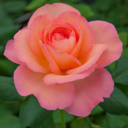 Le rosier Jazz Festival