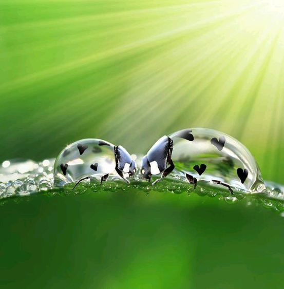 coccinelle surréaliste digital art