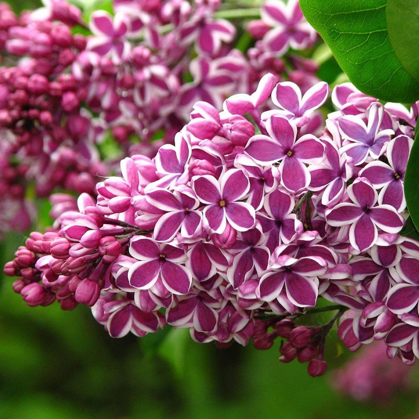 Le Lilas Sensation,