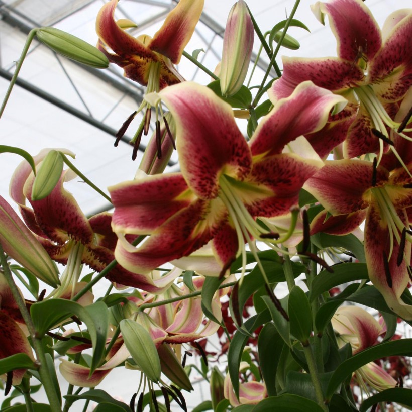 Lis trompette - Lilium Scheherazade