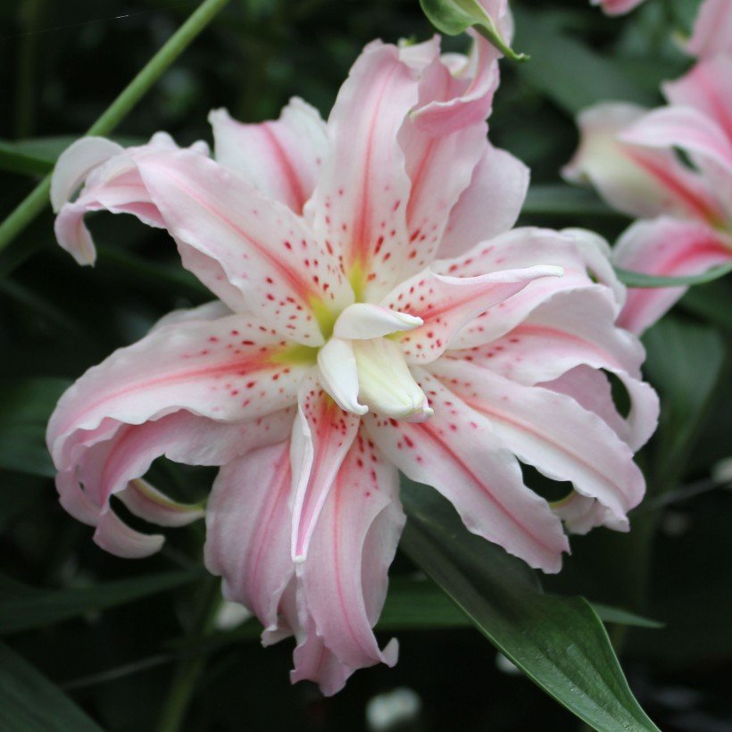 Le lis asiatique double 'Broken Heart'