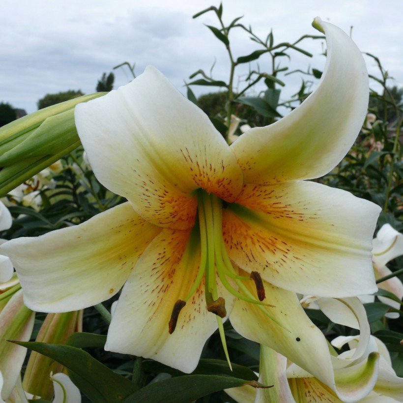 Le Lilium 'Mister Cas
