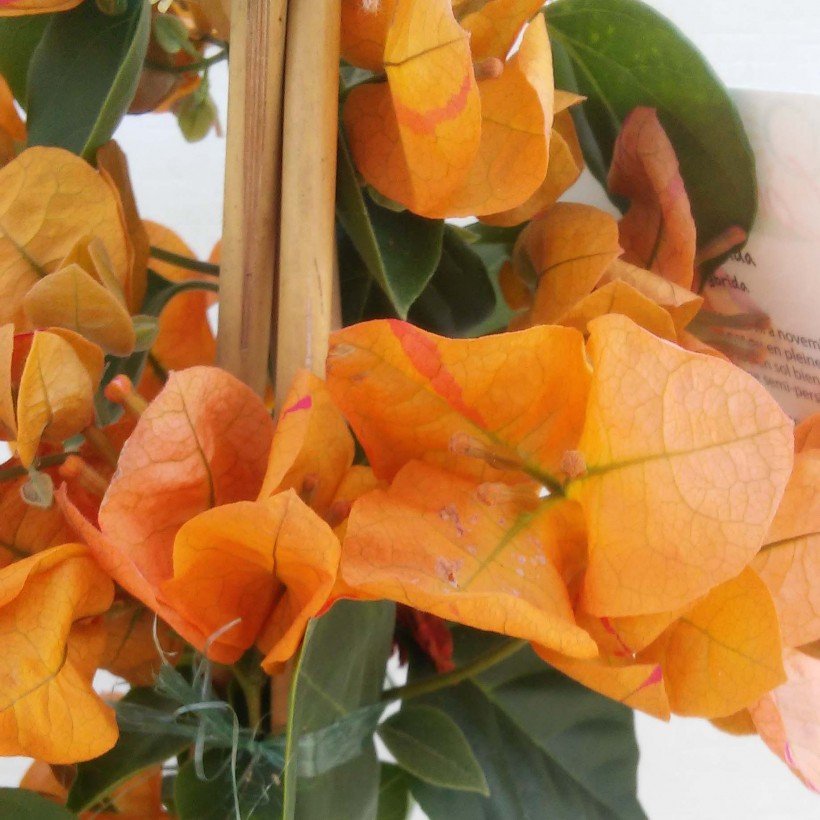 Le Bougainvillea spectabilis Orange