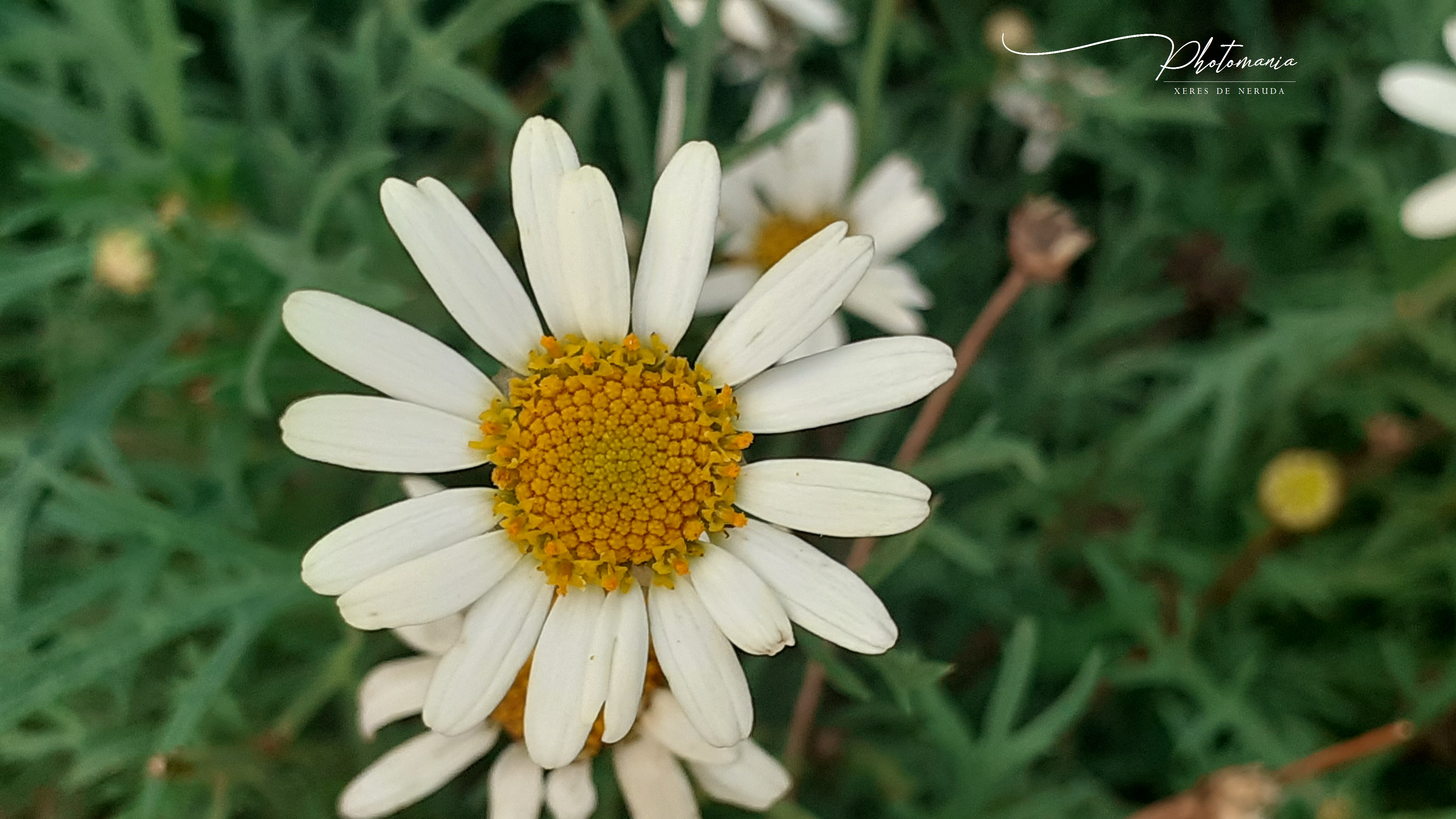 La camomille Romaine