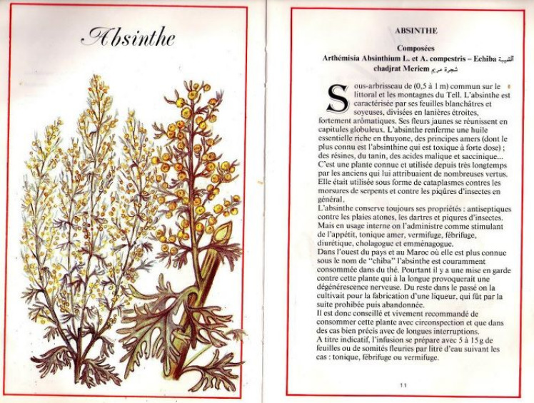 Plantes médicinales en Algérie