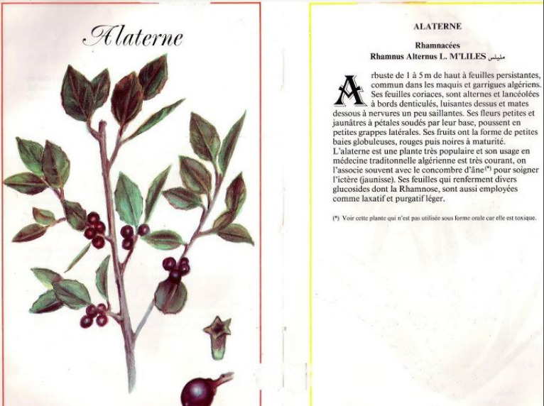 Plantes médicinales en Algérie