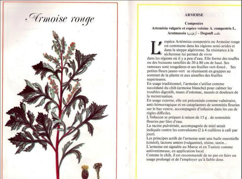 Plantes médicinales en Algérie