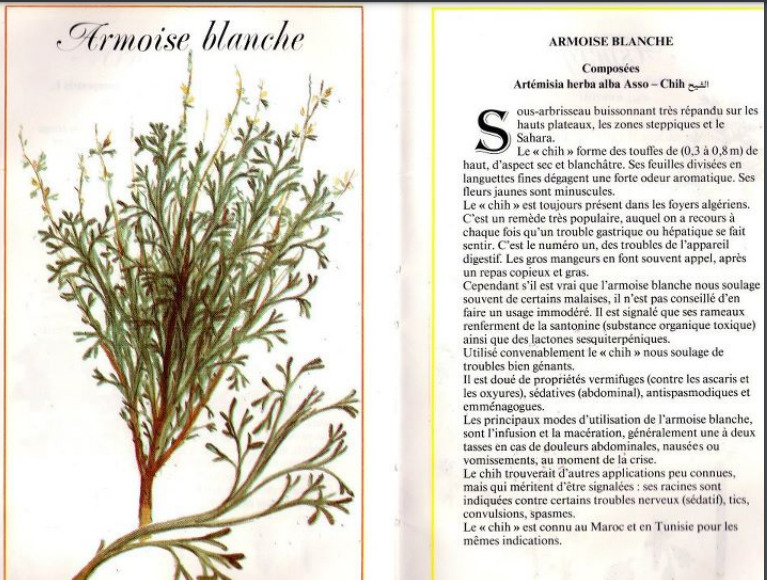 Plantes médicinales en Algérie