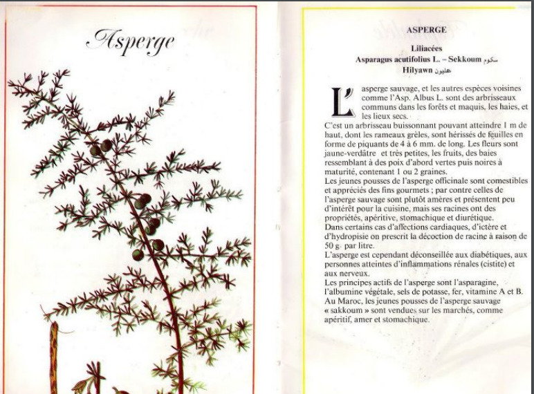 Plantes médicinales en Algérie