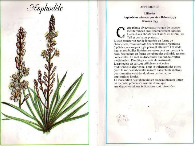 Plantes médicinales en Algérie