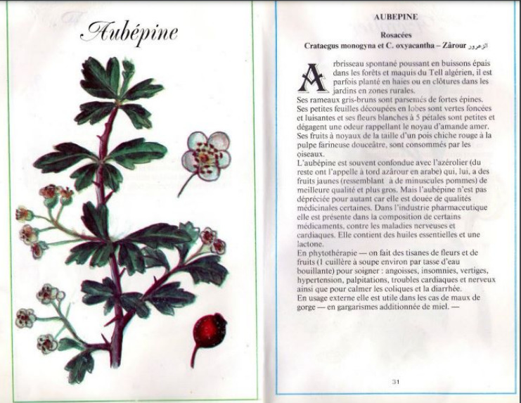 Plantes médicinales en Algérie