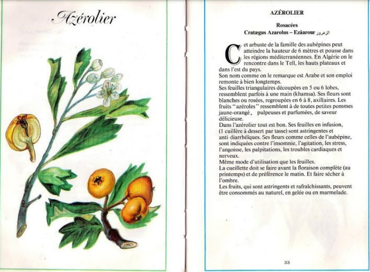 Plantes médicinales en Algérie