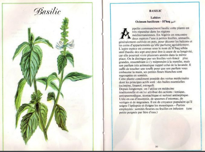 Plantes médicinales en Algérie