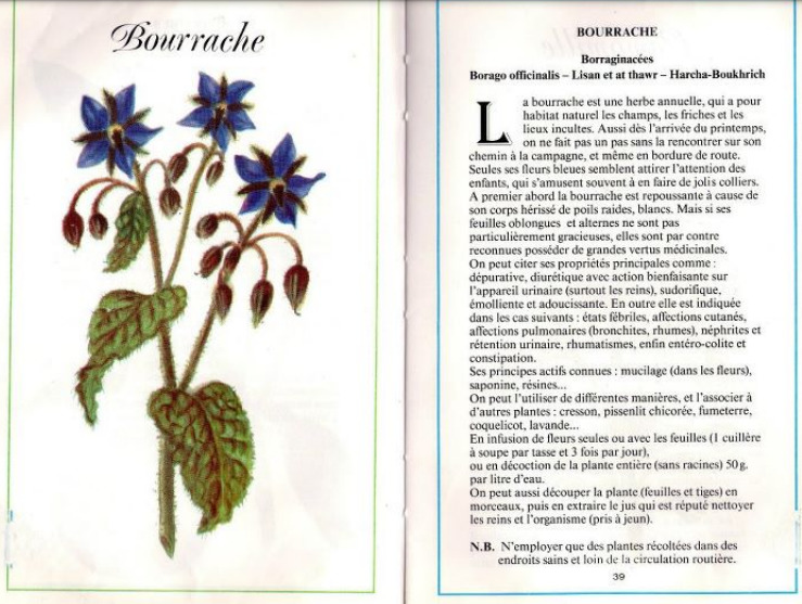 Plantes médicinales en Algérie