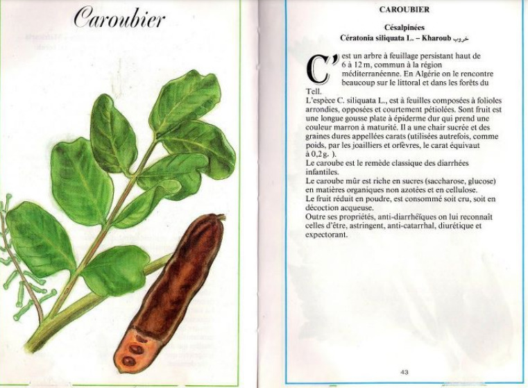 Plantes médicinales en Algérie